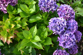 绣球花八仙花清新图片