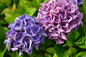 绣球花八仙花清新图片