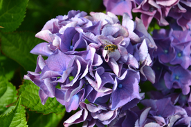 绣球花八仙花清新图片