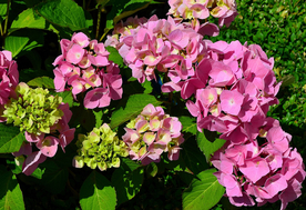 绣球花八仙花清新图片