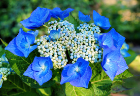 绣球花八仙花清新图片