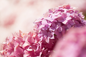 绣球花八仙花清新图片