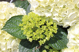 绣球花八仙花清新图片