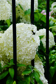 绣球花八仙花清新图片