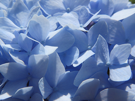 绣球花八仙花清新图片