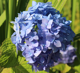 绣球花八仙花清新图片