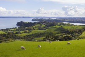 羊群绵羊养殖散养图片