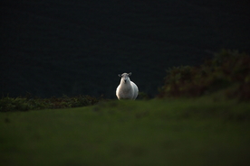 羊群绵羊养殖散养图片