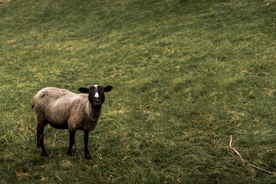 羊群绵羊养殖散养图片