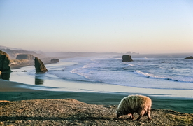 羊群绵羊养殖散养图片