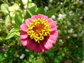 百日菊百日草唯美图片