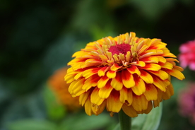 百日菊百日草唯美图片