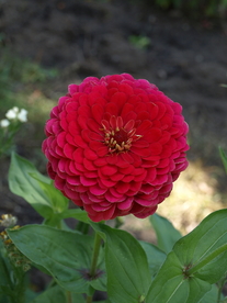 百日菊百日草唯美图片