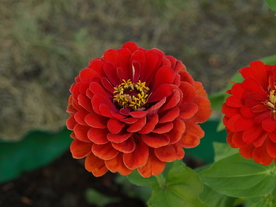 百日菊百日草唯美图片