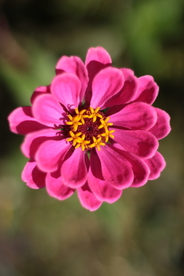 百日菊百日草唯美图片