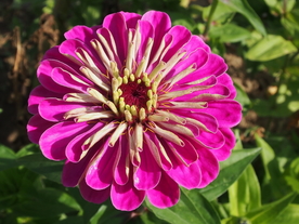 百日菊百日草唯美图片