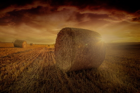 草垛麦草垛稻草垛图片