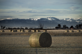 草垛麦草垛稻草垛图片