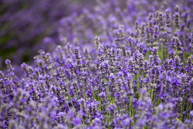 普罗旺斯 薰衣草园 紫色花海