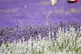 薰衣草田园图片