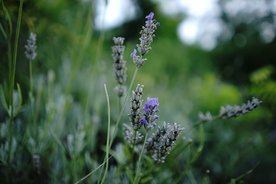 薰衣草田园图片