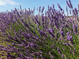 薰衣草田园图片