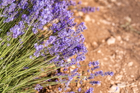 薰衣草田园图片