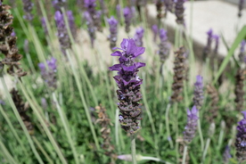 薰衣草田园图片