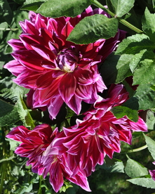 大丽花美丽图片