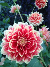 大丽花美丽图片