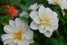 大丽花美丽图片