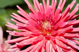 大丽花美丽图片