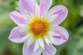 大丽花美丽图片