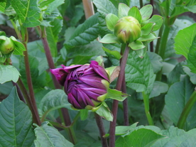 大丽花美丽图片