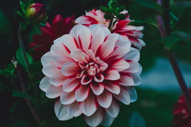 大丽花美丽图片