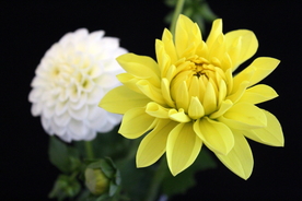 大丽花美丽图片