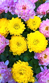 大丽花美丽图片