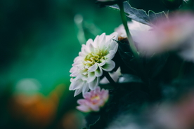 大丽花美丽图片