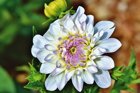 大丽花美丽图片