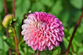 大丽花美丽图片