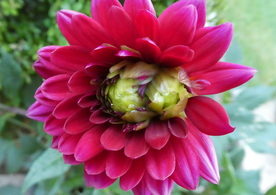 大丽花美丽图片