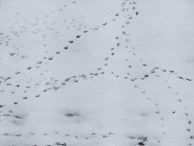 脚印鞋印足迹痕迹图片