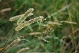 狗尾巴草稗子草图片