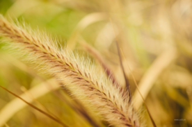 狗尾巴草稗子草图片