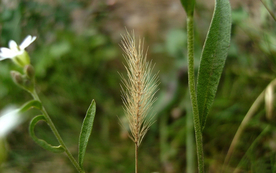 狗尾巴草稗子草图片