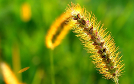 狗尾巴草稗子草图片