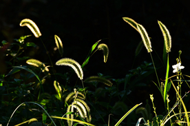 狗尾巴草稗子草图片