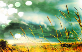 狗尾巴草稗子草图片