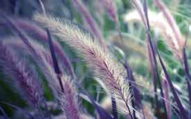 狗尾巴草稗子草图片