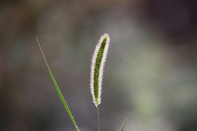 狗尾巴草稗子草图片